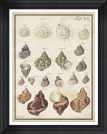 Framed Seashell Synopsis I Print