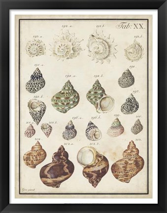 Framed Seashell Synopsis I Print