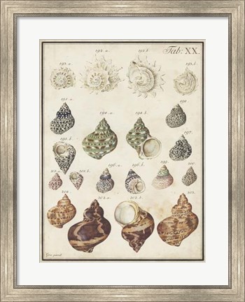 Framed Seashell Synopsis I Print