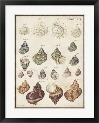 Framed Seashell Synopsis I Print