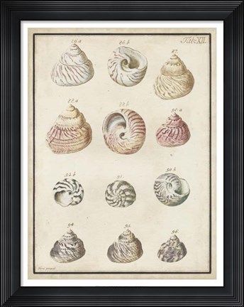Framed Seashell Synopsis II Print