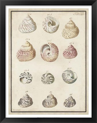 Framed Seashell Synopsis II Print