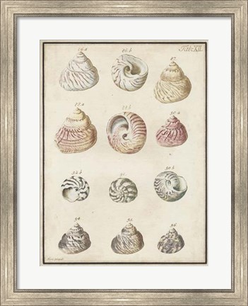 Framed Seashell Synopsis II Print