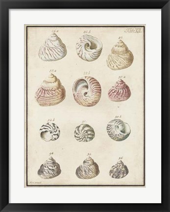 Framed Seashell Synopsis II Print