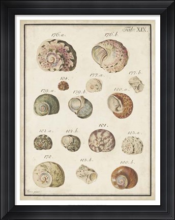 Framed Seashell Synopsis III Print