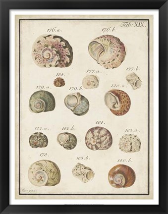 Framed Seashell Synopsis III Print