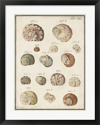 Framed Seashell Synopsis III Print