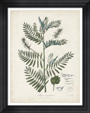 Framed Flowering Flora I Print