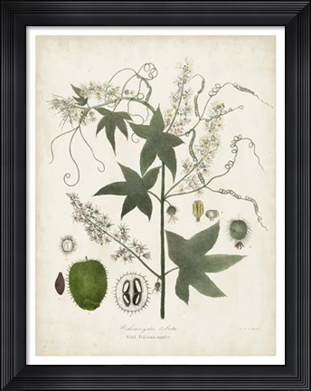Framed Flowering Flora II Print