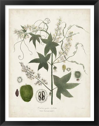 Framed Flowering Flora II Print