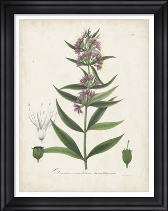Framed Flowering Flora IV Print