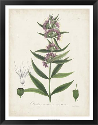 Framed Flowering Flora IV Print
