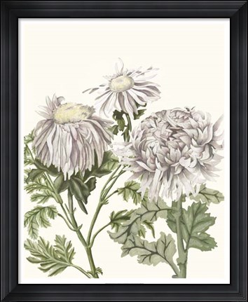 Framed Early Spring Chrysanthemums I Print