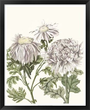 Framed Early Spring Chrysanthemums I Print