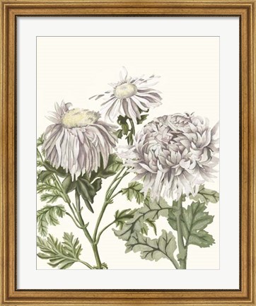 Framed Early Spring Chrysanthemums I Print
