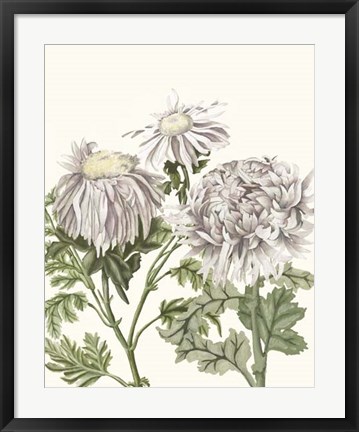 Framed Early Spring Chrysanthemums I Print