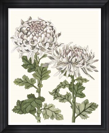Framed Early Spring Chrysanthemums II Print