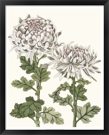 Framed Early Spring Chrysanthemums II Print