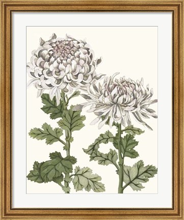Framed Early Spring Chrysanthemums II Print