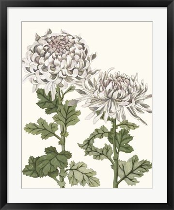 Framed Early Spring Chrysanthemums II Print