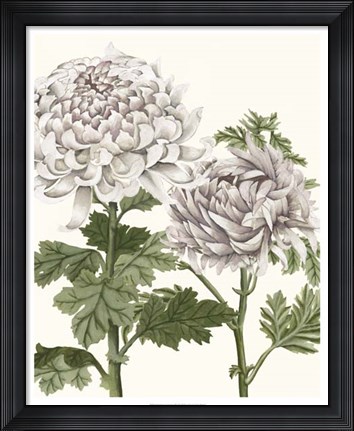 Framed Early Spring Chrysanthemums III Print