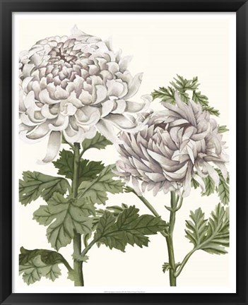 Framed Early Spring Chrysanthemums III Print