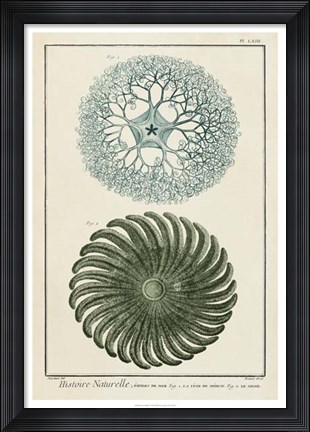 Framed Ocean Oddity I Print