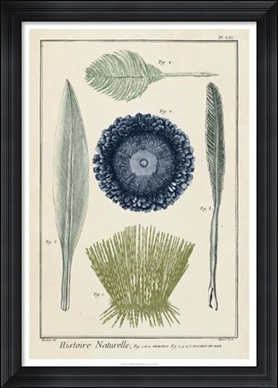 Framed Ocean Oddity II Print