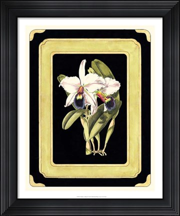 Framed Orchids on Black I Print