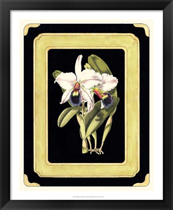 Framed Orchids on Black I Print