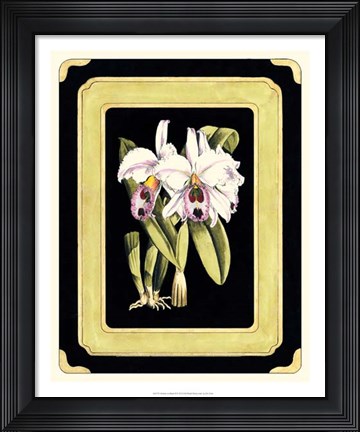 Framed Orchids on Black II Print