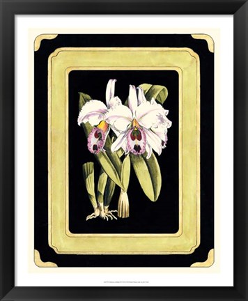 Framed Orchids on Black II Print