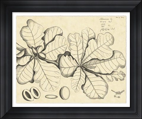 Framed Vintage Leaf Study I Print
