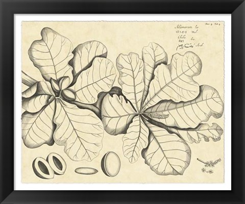 Framed Vintage Leaf Study I Print