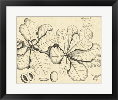 Framed Vintage Leaf Study I Print