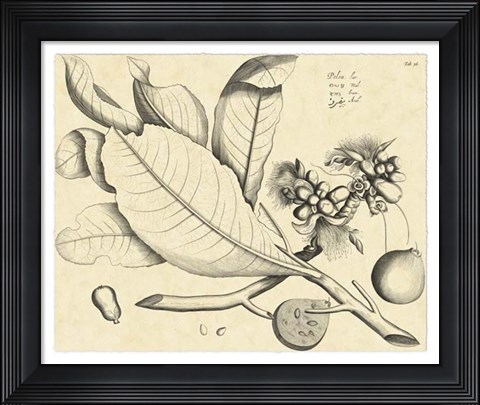 Framed Vintage Leaf Study II Print