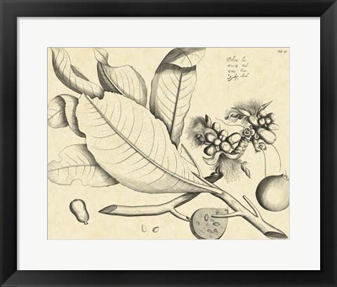 Framed Vintage Leaf Study II Print