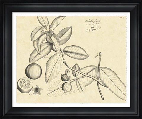 Framed Vintage Leaf Study III Print