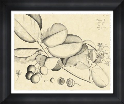 Framed Vintage Leaf Study IV Print
