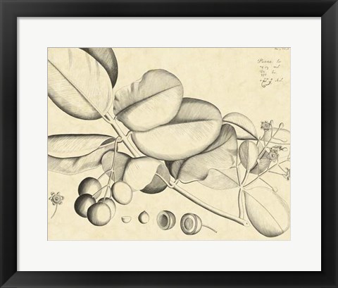 Framed Vintage Leaf Study IV Print