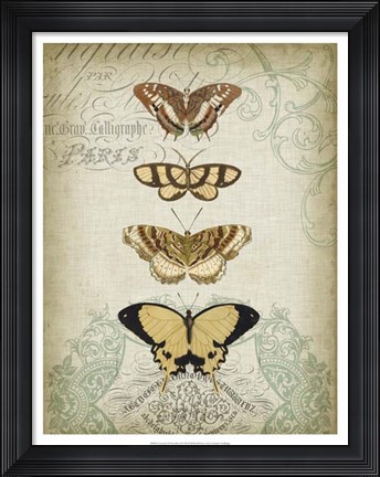 Framed Cartouche &amp; Butterflies II Print