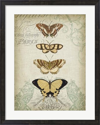 Framed Cartouche &amp; Butterflies II Print
