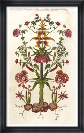 Framed Botanical Hybrid I Print