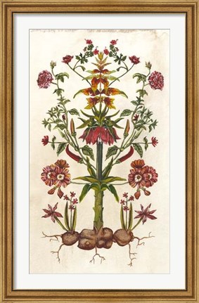 Framed Botanical Hybrid I Print