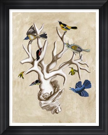Framed Ornithologist&#39;s Dream II Print