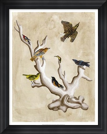 Framed Ornithologist&#39;s Dream III Print