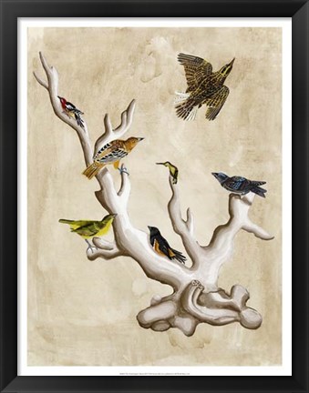 Framed Ornithologist&#39;s Dream III Print