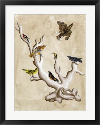 Framed Ornithologist&#39;s Dream III Print