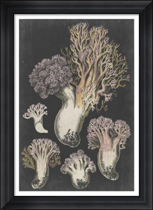 Framed Genus Clavaria I Print
