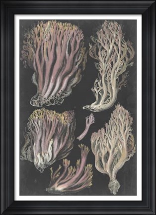 Framed Genus Clavaria II Print